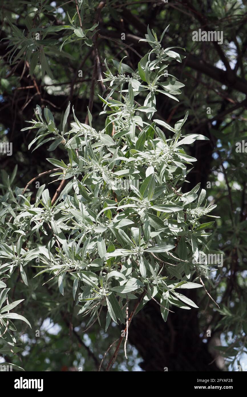 Olive russe, baies d'argent, oleaster, ou oliveSchmalblättrige Ölweide, Elaeagnus angustifolia, keskenylevelű ezüstfa, Budapest, Hongrie, Europe Banque D'Images