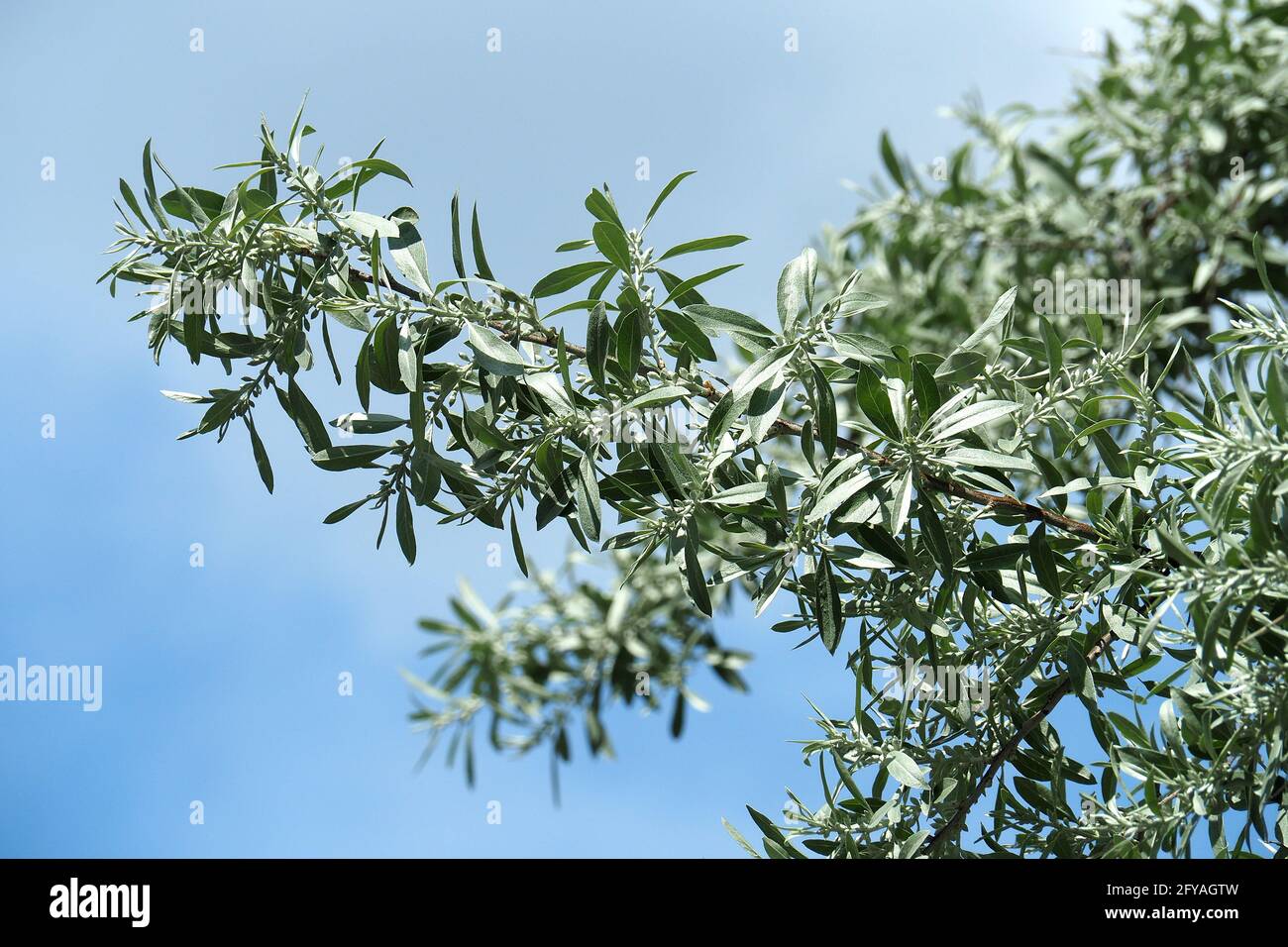 Olive russe, baies d'argent, oleaster, ou oliveSchmalblättrige Ölweide, Elaeagnus angustifolia, keskenylevelű ezüstfa, Budapest, Hongrie, Europe Banque D'Images