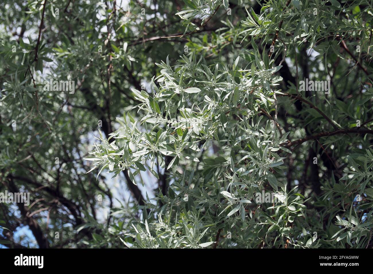 Olive russe, baies d'argent, oleaster, ou oliveSchmalblättrige Ölweide, Elaeagnus angustifolia, keskenylevelű ezüstfa, Budapest, Hongrie, Europe Banque D'Images