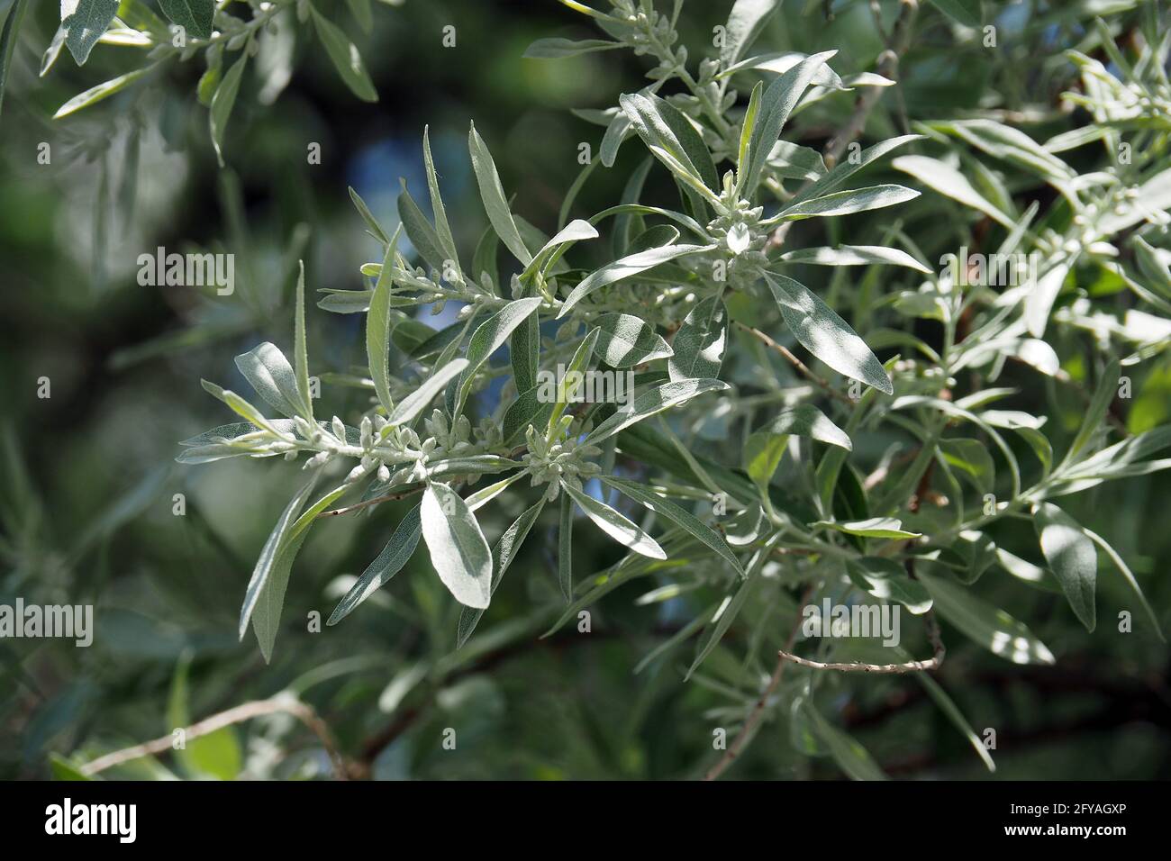 Olive russe, baies d'argent, oleaster, ou oliveSchmalblättrige Ölweide, Elaeagnus angustifolia, keskenylevelű ezüstfa, Budapest, Hongrie, Europe Banque D'Images