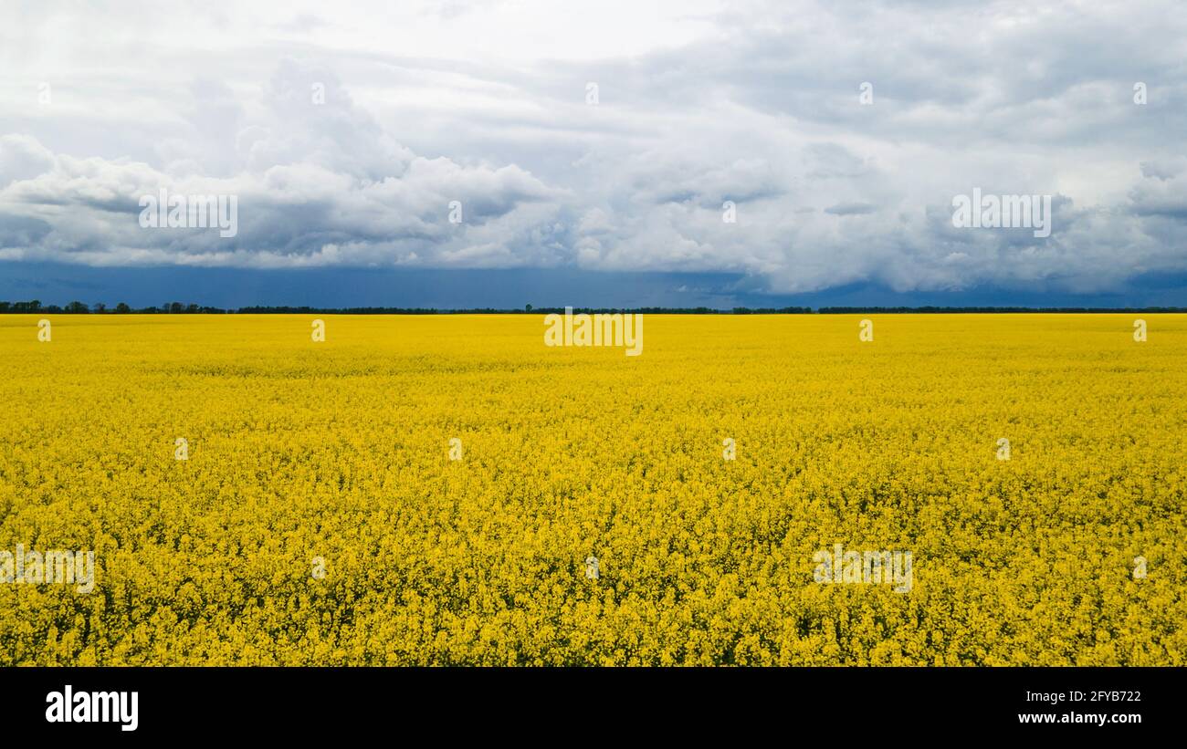 Domaine de viol jaune contre le ciel bleu Banque D'Images