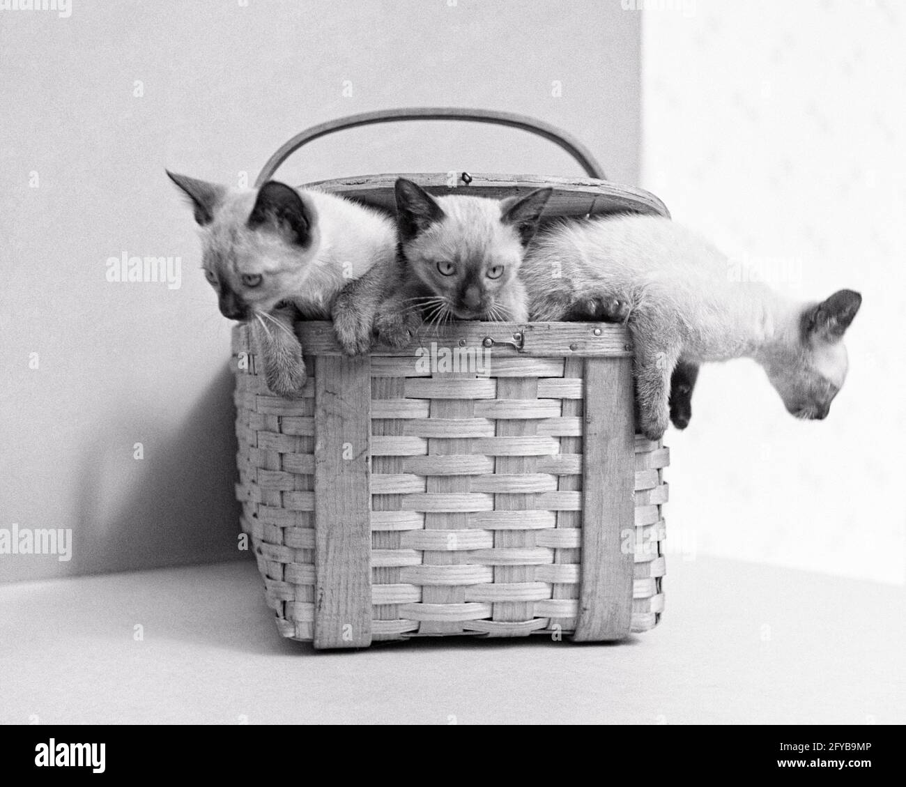 ANNÉES 1920, ANNÉES 1930 TROIS CHATONS DE CHAT SIAMOIS MIGNONS S'ÉCHAPPANT DE L'ESCALADE PANIER PIQUE-NIQUE EN CHÊNE FENDU TISSÉ - C8327 HAR001 HARS EXCITATION CHÊNE FÉLIN RÉCRÉATION COMIQUE A OF OCCASION ÉCHAPPER À LA COMÉDIE ÉCHAPPER À L'ÉLÉGANT FÉLINS CROISSANCE KITTY MAMMIFÈRE TISSÉ HAR001 NOIR ET BLANC IMMATURE À L'ANCIENNE Banque D'Images