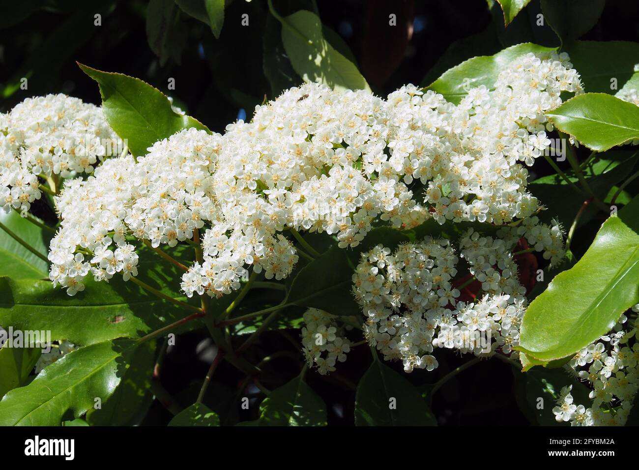 photinia taïwanais, photinia chinoise, Photinia serratifolia, redős levelű korallberkenye Banque D'Images