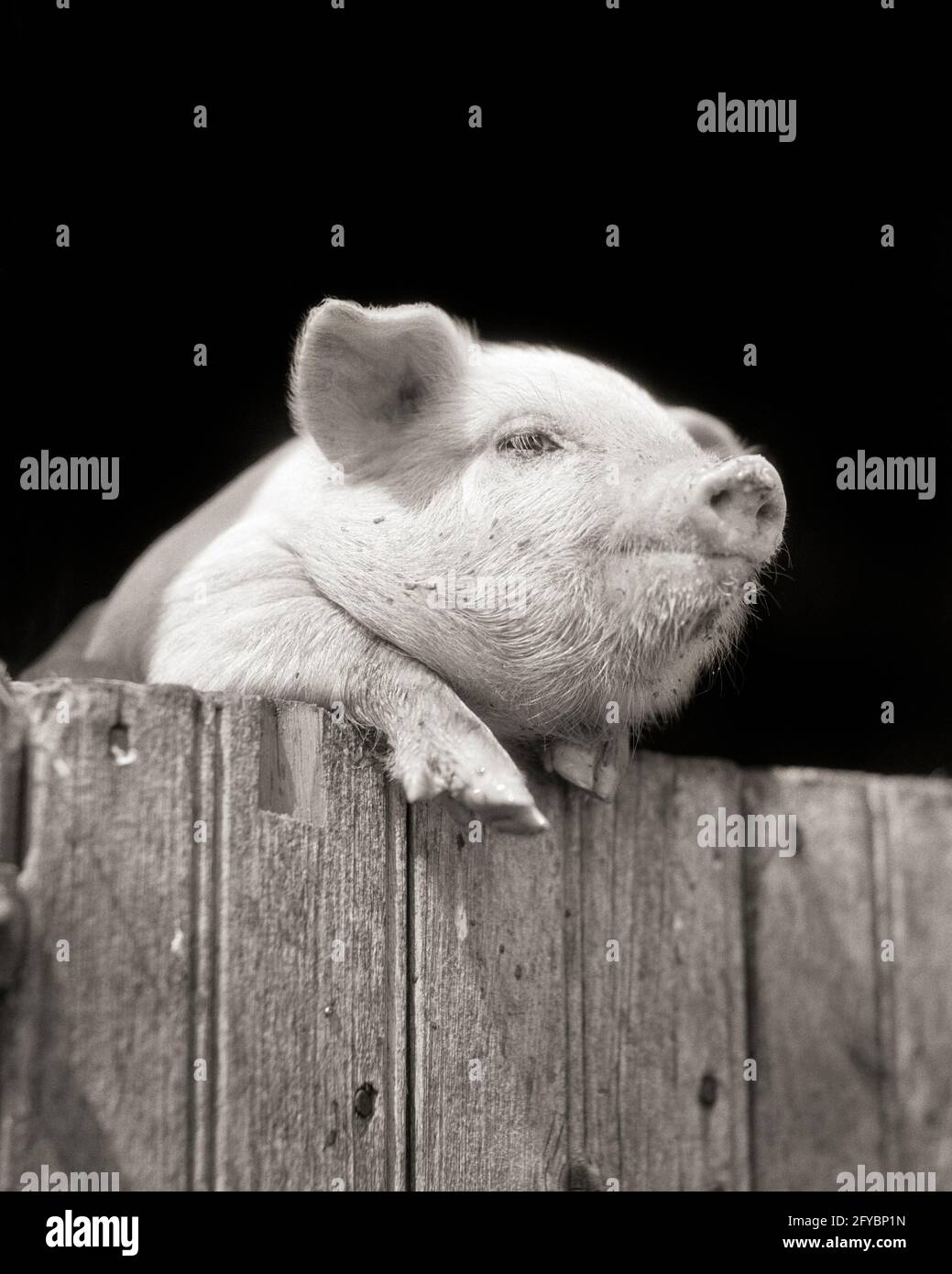 1920 MIGNON POLOGNE CHINE COCHON sus scrofa domesticus PIGEON AU-DESSUS D'UNE BARRIÈRE DE CLÔTURE DE FERME EN BOIS - H2708 HAR001 HARS AGRÉABLE CHARME HOGS ADORABLE ET ADORABLE MAMMIFÈRE ADORABLE ET ATTRAYANT NOIR ET BLANC HAR001 À L'ANCIENNE Banque D'Images