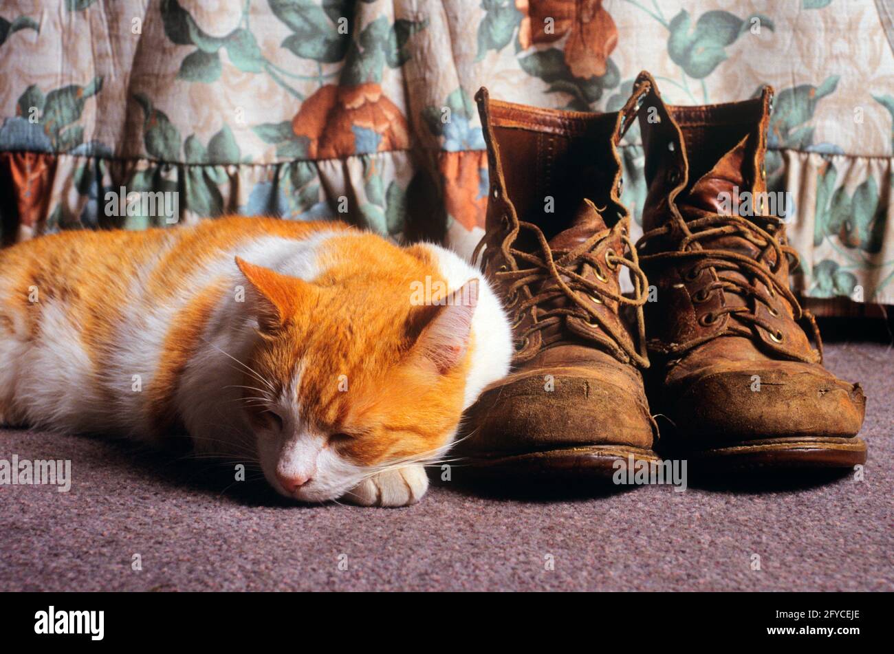 LE CHAT ORANGE ET BLANC DES ANNÉES 1990 A BOUCLÉS LA TÊTE SUR PAW DORMIR À CÔTÉ DE LA PAIRE DE BOTTES DE TRAVAIL SALES USÉES - KC12492 GER002 HARS MAL RELAXATION SÉCURISÉE USÉ À L'ANCIENNE Banque D'Images LE CHAT ORANGE ET BLANC DES ANNÉES 1990 A BOUCLÉS LA TÊTE SUR PAW DORMIR À CÔTÉ DE LA PAIRE DE BOTTES DE TRAVAIL SALES USÉES - KC12492 GER002 HARS MAL RELAXATION SÉCURISÉE USÉ À L'ANCIENNE Banque D'Images