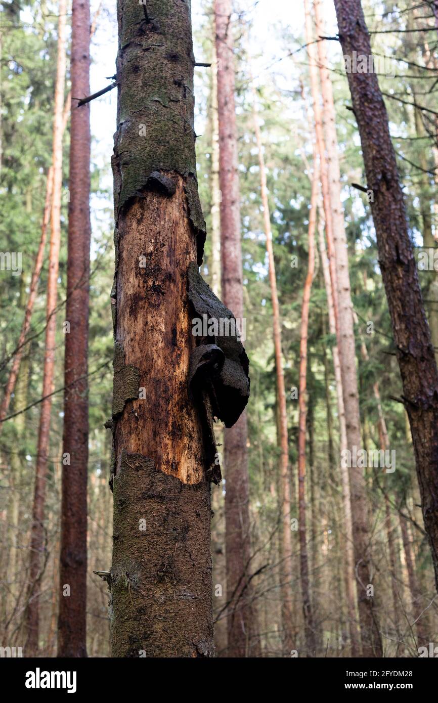 Pin avec écorce détruite. Forêt de pins. Banque D'Images