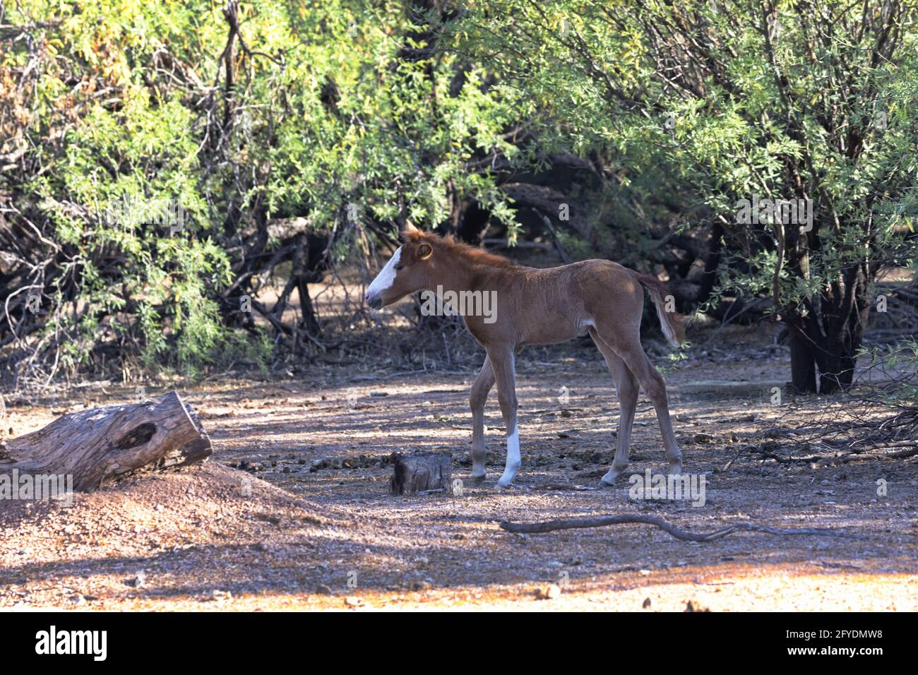 Un petit cheval sauvage, jeune membre du troupeau de Salt River, marche à l'ombre parmi les arbres de Mesquite de la forêt nationale de Tonto en Arizona. Banque D'Images