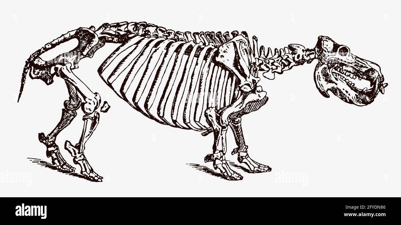 Squelette de l'hippopotame amphibius menacé dans la vue de profil, après une gravure antique du XIXe siècle Illustration de Vecteur