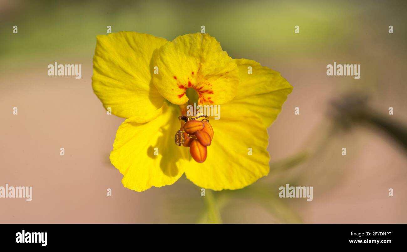 Macro gros plan des fleurs indigènes, la fleur jaune d'arbre de Palo Verde montre des pétales d'or et le centre de l'étamine. Il est situé dans le désert de l'Arizona à Tucson. Banque D'Images