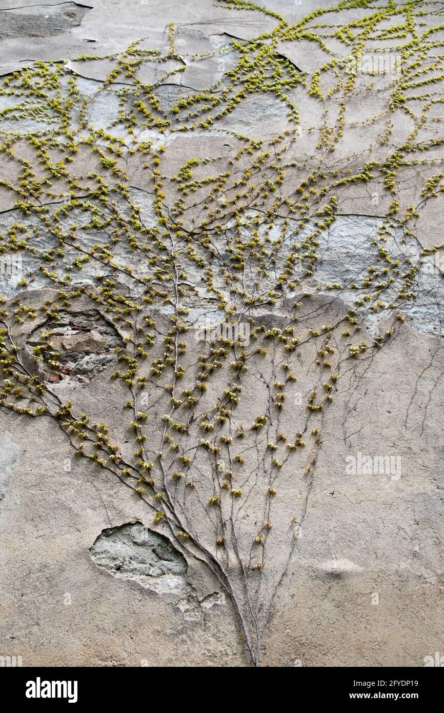 Escalade GROW Green Ivy plante sur Old Concrete Wall. Paysage design English Ivy dans le jardin Paysage Banque D'Images