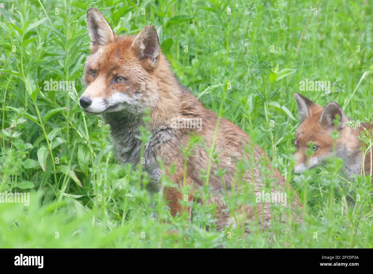 Londres, Royaume-Uni, 27 mai 2021 : un renard mâle passe du temps avec son cub, le seul de deux à avoir survécu jusqu'à présent cette année. Le renard maternel n'a pas non plus été vu et le cub a été attaqué et gravement blessé. Anna Watson/Alay Live News Banque D'Images