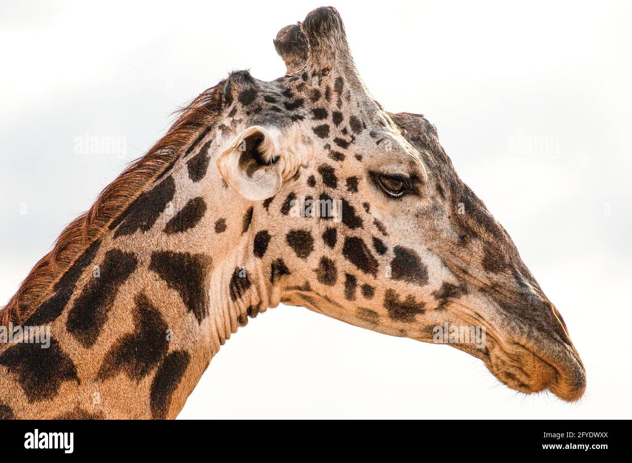 vue rapprochée du profil d'une girafe Banque D'Images