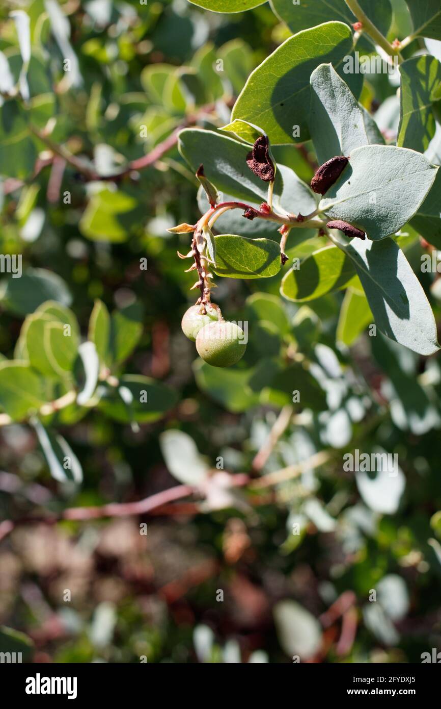 Fruit vert immature de mûre drupe de Bigberry Manzanita, Arctostaphylos glauca, Ericaceae, originaire des montagnes de Santa Monica, Springtime. Banque D'Images