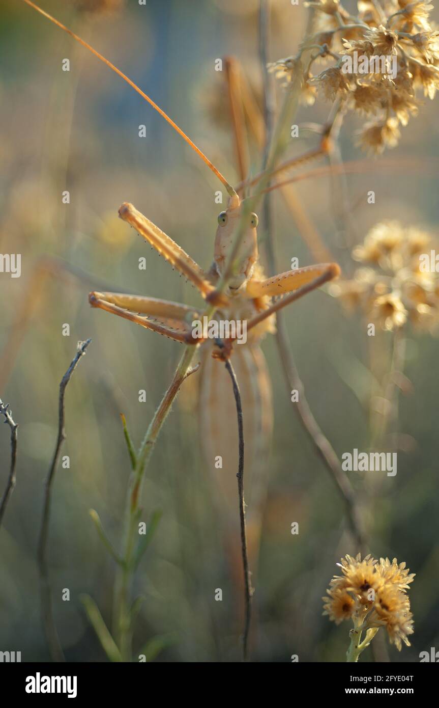 Grosse scibug vous regarde Banque D'Images