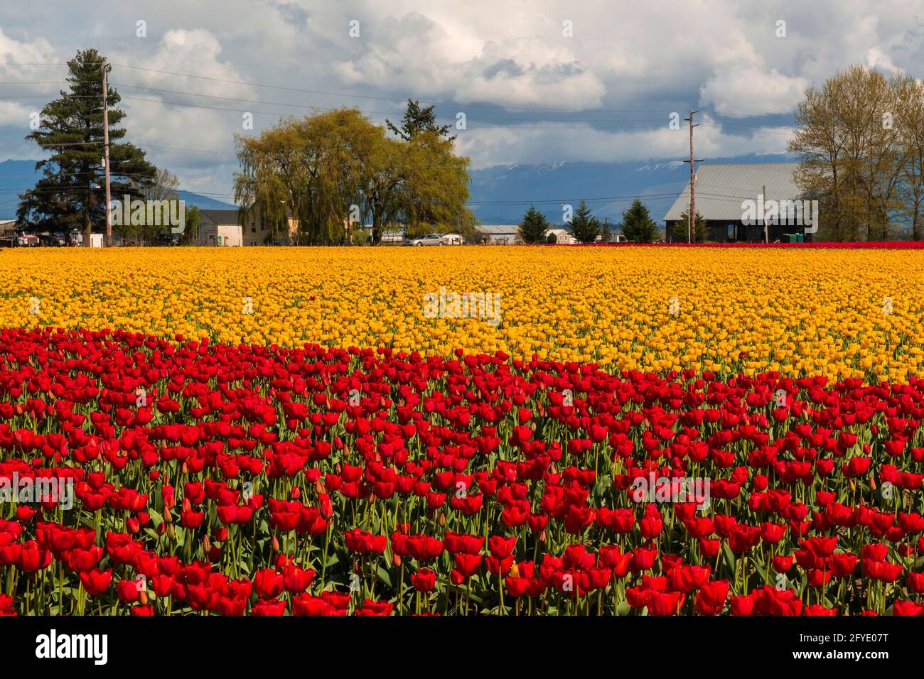 Champs de tulipes fleuris dans la vallée de Skagit pendant le Festival annuel des tulipes, Mount Vernon, Washington Banque D'Images