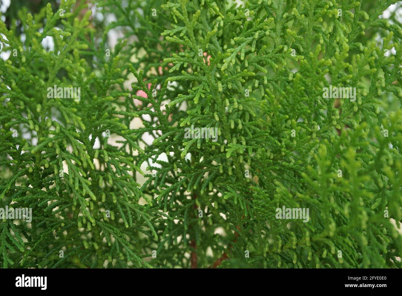 Sheoaks (Casuarinaceae, Allocasuarina) à fond naturel Banque D'Images