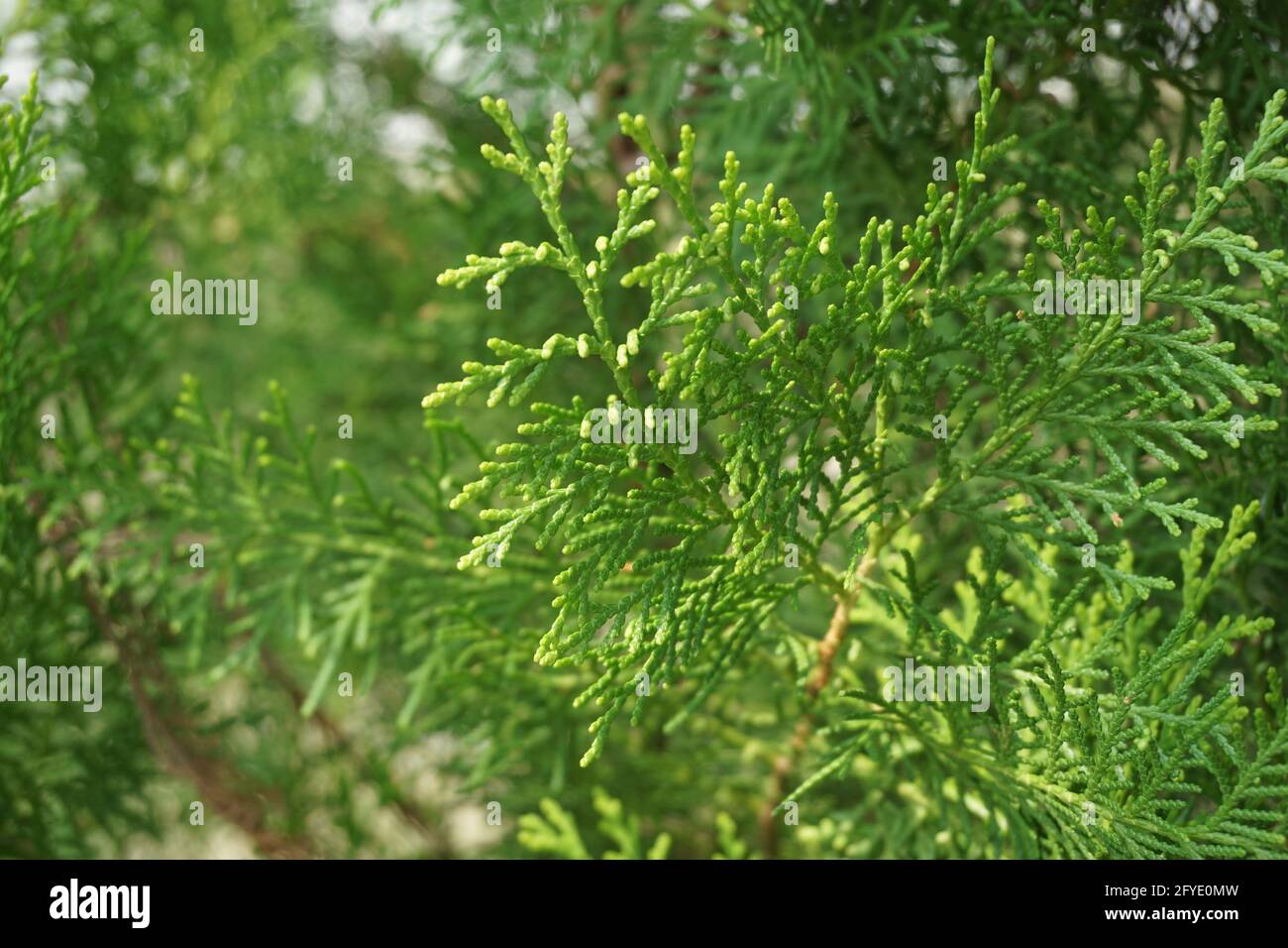 Sheoaks (Casuarinaceae, Allocasuarina) à fond naturel Banque D'Images