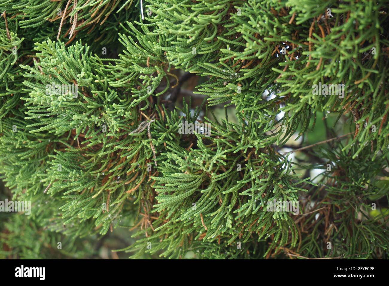 Sheoaks (Casuarinaceae, Allocasuarina) à fond naturel Banque D'Images