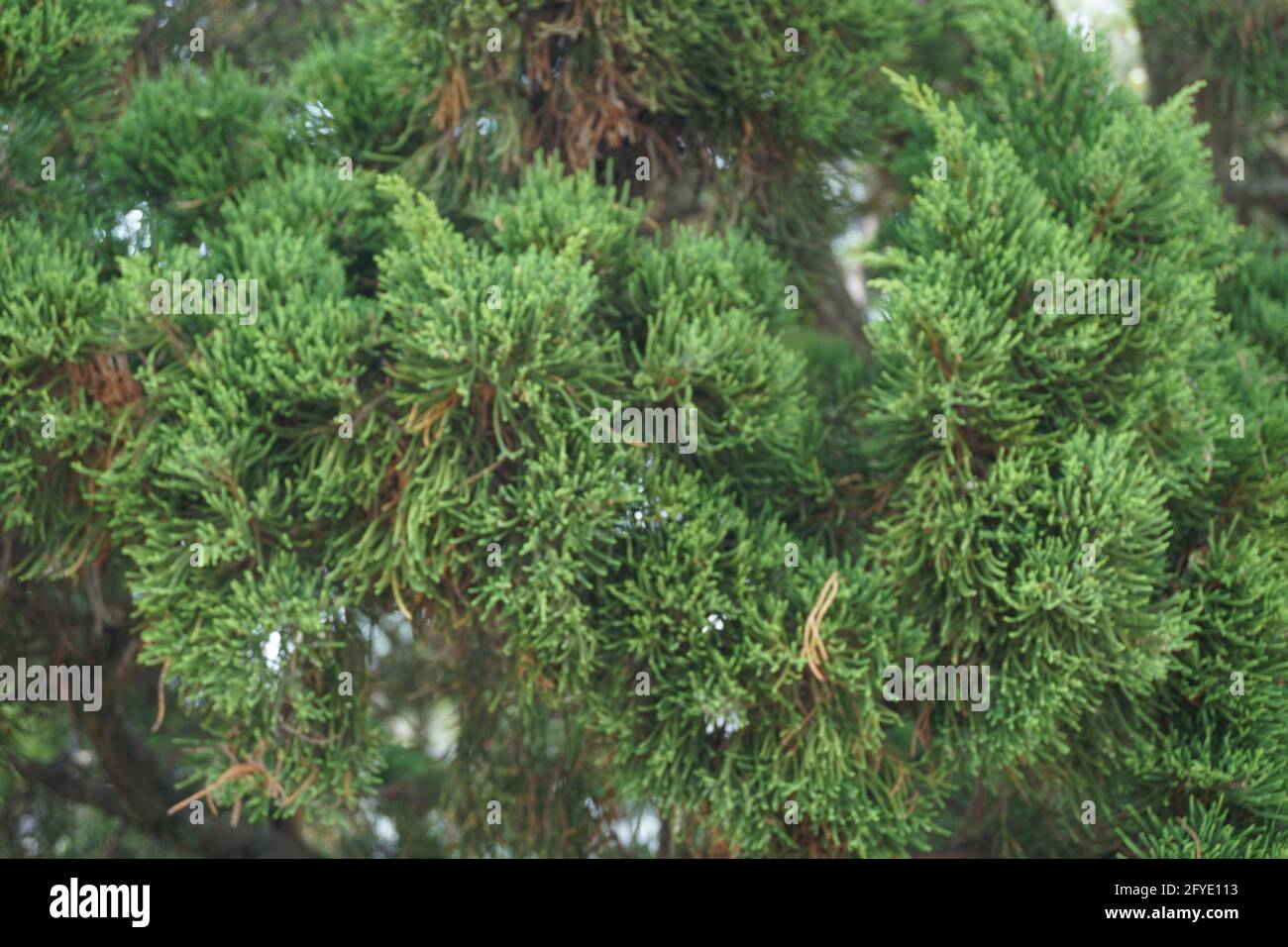 Sheoaks (Casuarinaceae, Allocasuarina) à fond naturel Banque D'Images