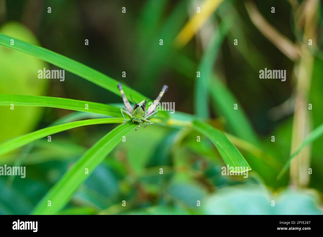 Une sauterelle à cornes courtes sur une feuille verte Banque D'Images
