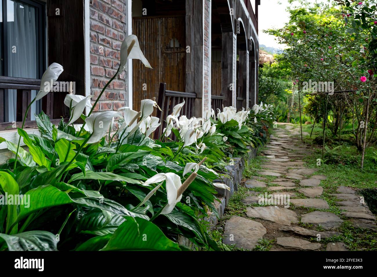 ECO Garden Resort, commune de pu Luong, province de Thanh Hoa, Vietnam - 6 mai 2021: Anthurium andreanum blanc ou fleur de flamants roses avec fleur dans le jardin fron Banque D'Images