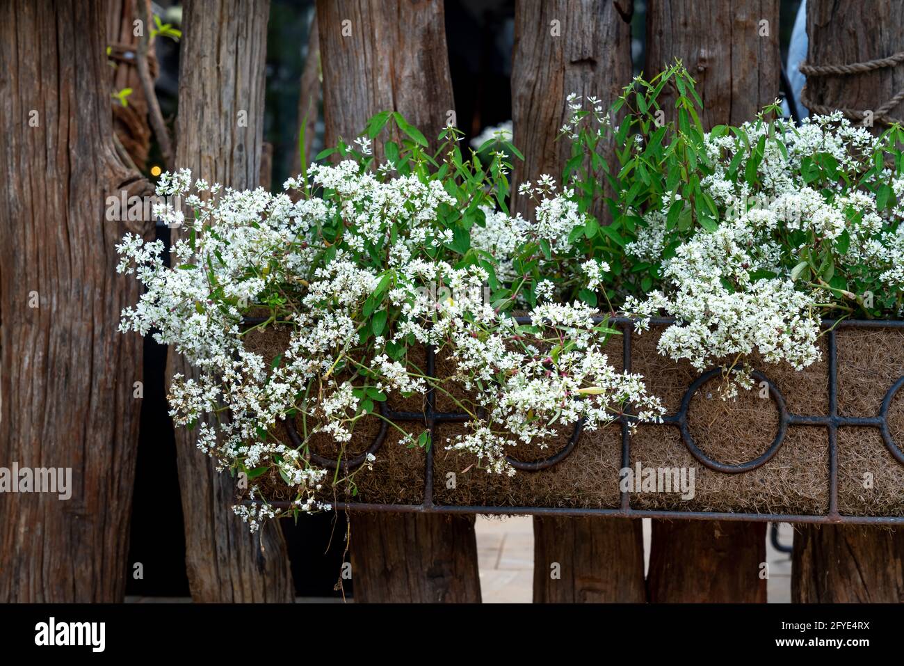 Récipient en bois avec fleurs blanches. Partie d'un arbre dans le jardin Banque D'Images