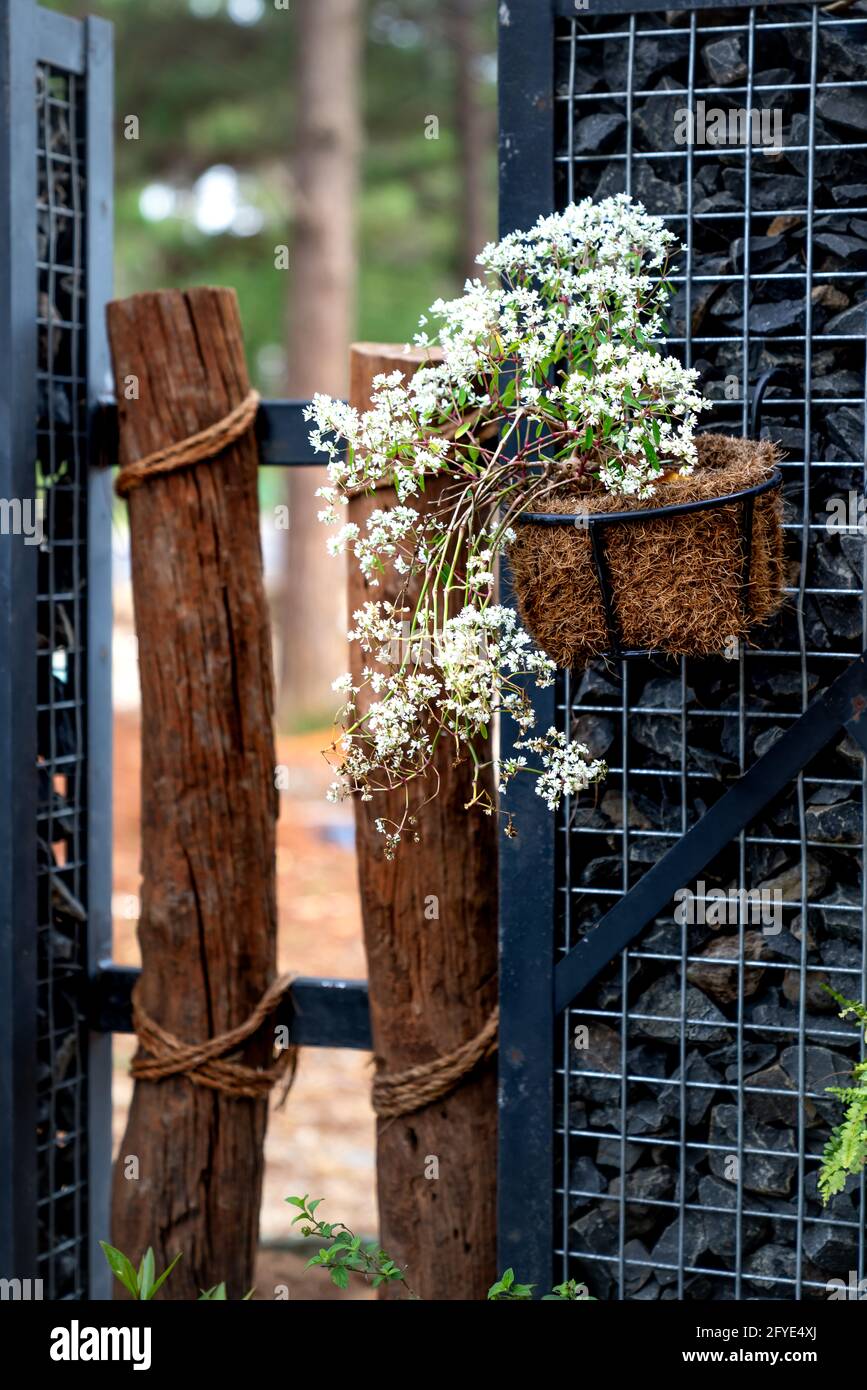 Récipient en bois avec fleurs blanches. Partie d'un arbre dans le jardin Banque D'Images