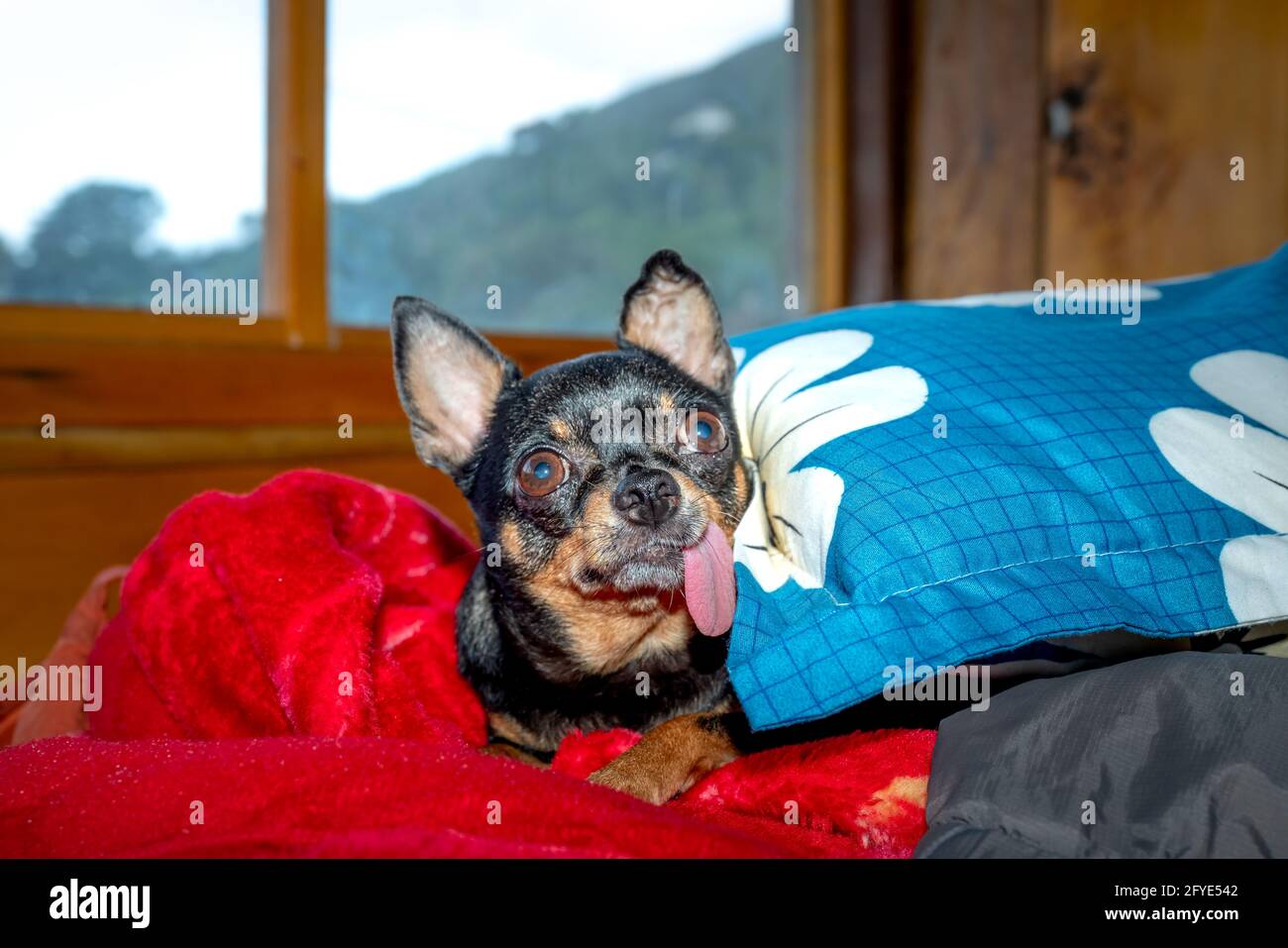 Chien animal Chihuahua allongé dans une couverture chaude quand le il fait  très froid à l'extérieur Photo Stock - Alamy