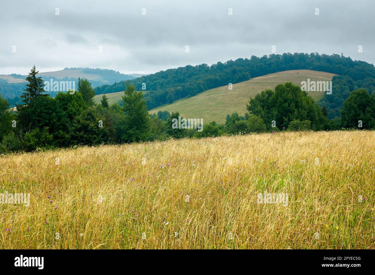 grande herbe sur la prairie. forêt d'épicéa sur les collines. paysage de montagne par une journée nuageux en été Banque D'Images