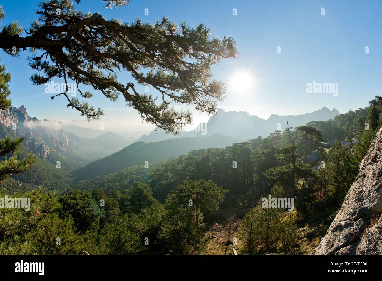 FRANCE, CORSE DU SUD (2A) COL DE BAVELLA, FORÊT DE BAVELLA, MONTAGNES DE BAVELLA Banque D'Images