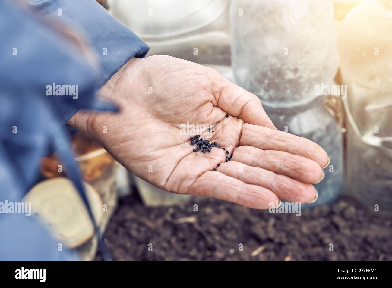 La femme âgée tient de petites graines noires de basilic sur ridée palmier au-dessus du sol dans le jardin de la cuisine le jour de fermeture du printemps vue de dessus Banque D'Images