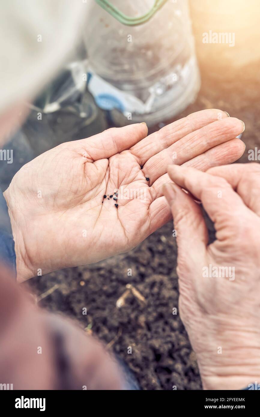 La femme âgée tient de petites graines noires de basilic sur ridée palmier au-dessus du sol dans le jardin de la cuisine le jour de fermeture du printemps vue de dessus Banque D'Images