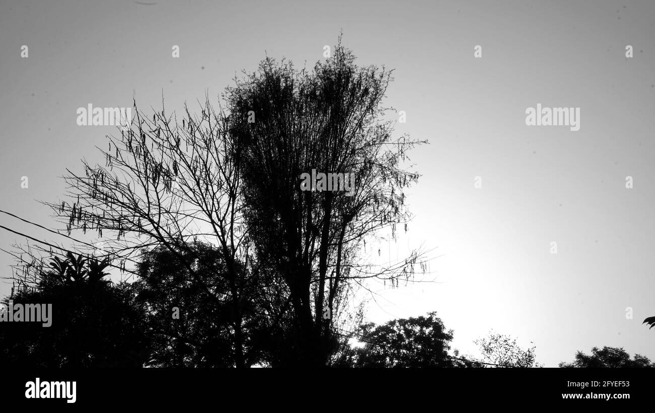 Photo noir et blanc, arbre jaune de coucher de soleil. Silhouette d'arbre coucher de soleil. Coucher de soleil paysage de ciel. Silhouettes de coucher de soleil Banque D'Images