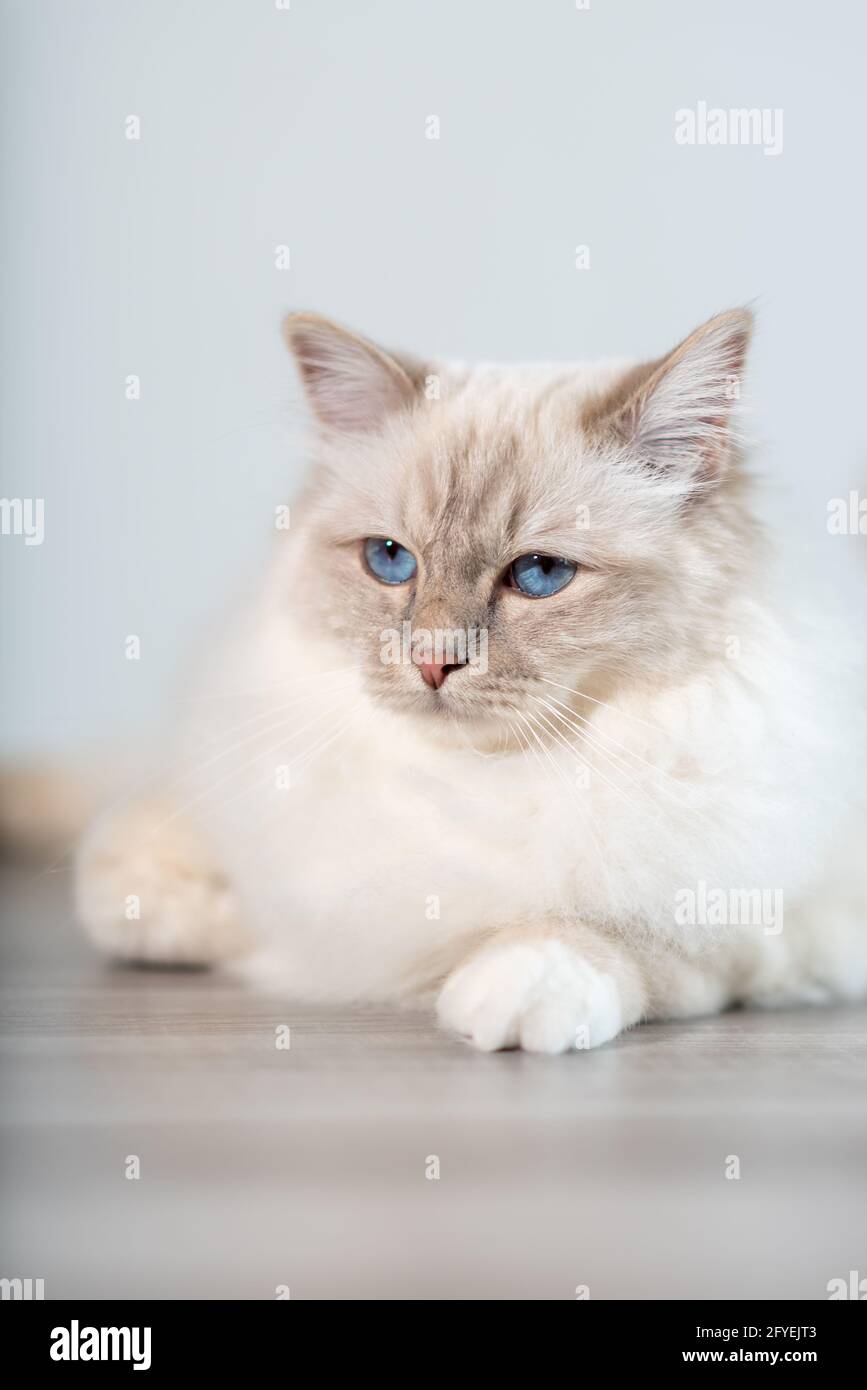 Portrait du beau chat sacré de birmanie avec les yeux bleus Banque D'Images