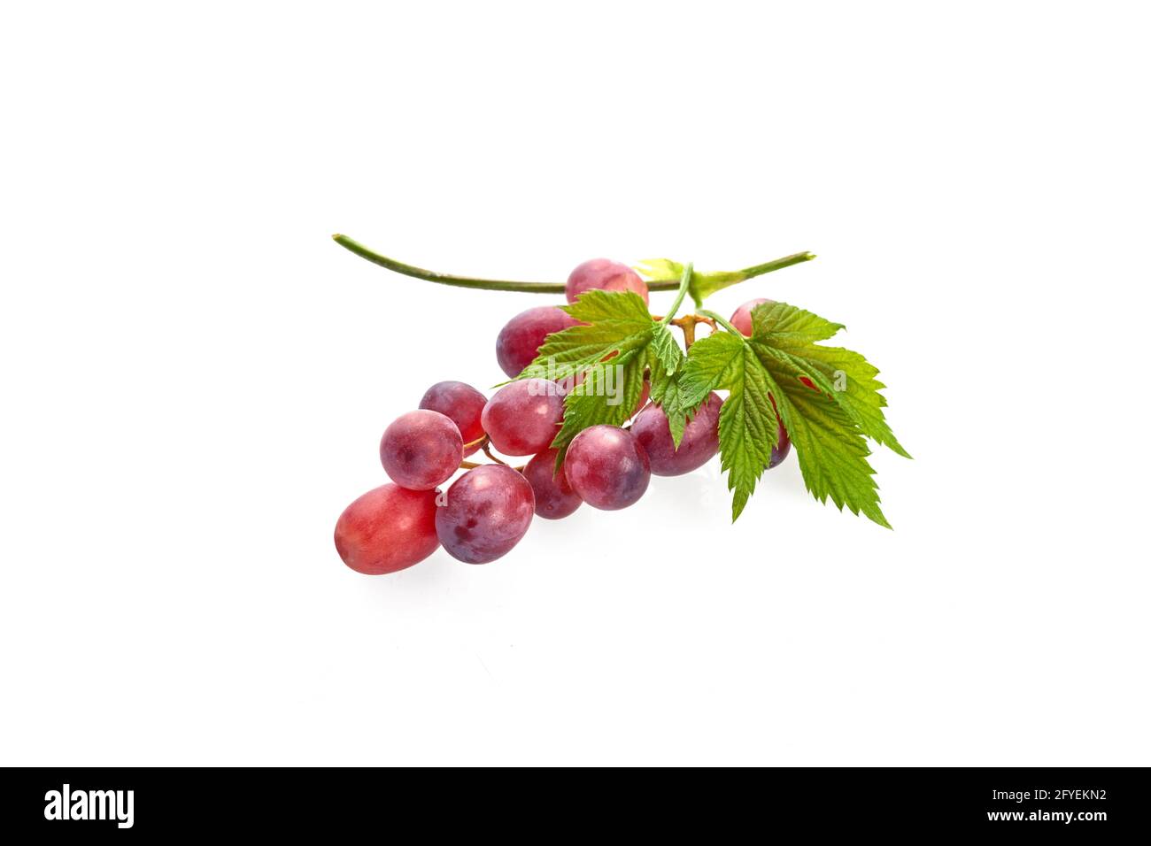Raisin rouge mûr. Bouquet de feuilles isolées sur fond blanc Banque D'Images Raisin rouge mûr. Bouquet de feuilles isolées sur fond blanc Banque D'Images