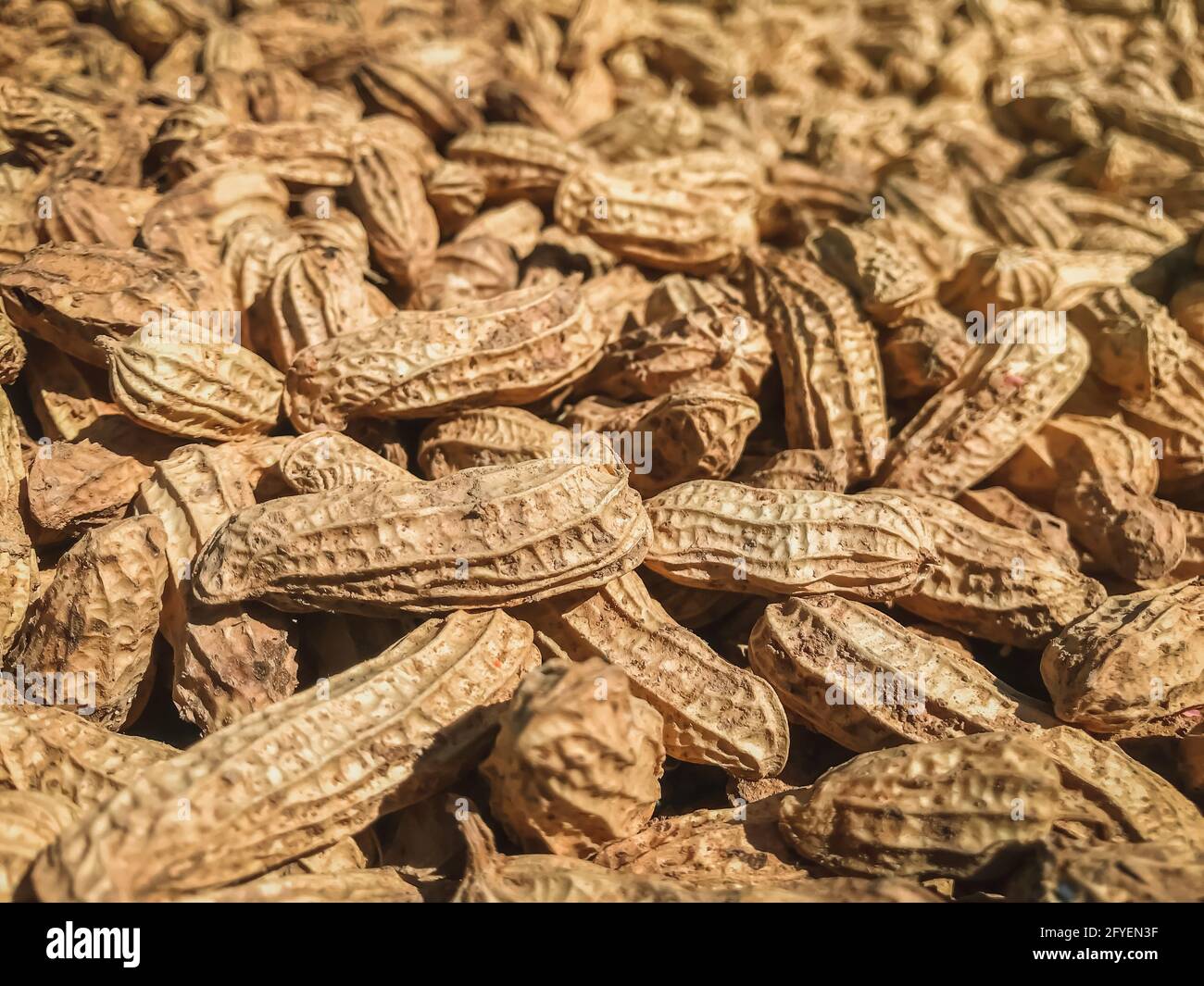 Gros plan de Peanuts (Arachis hypogaea). La nourriture. Banque D'Images