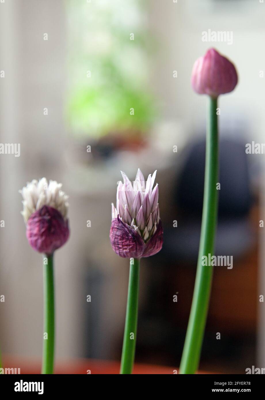 Allium schoenoprasum, fleurs de ciboulette et bourgeon. Printemps Banque D'Images