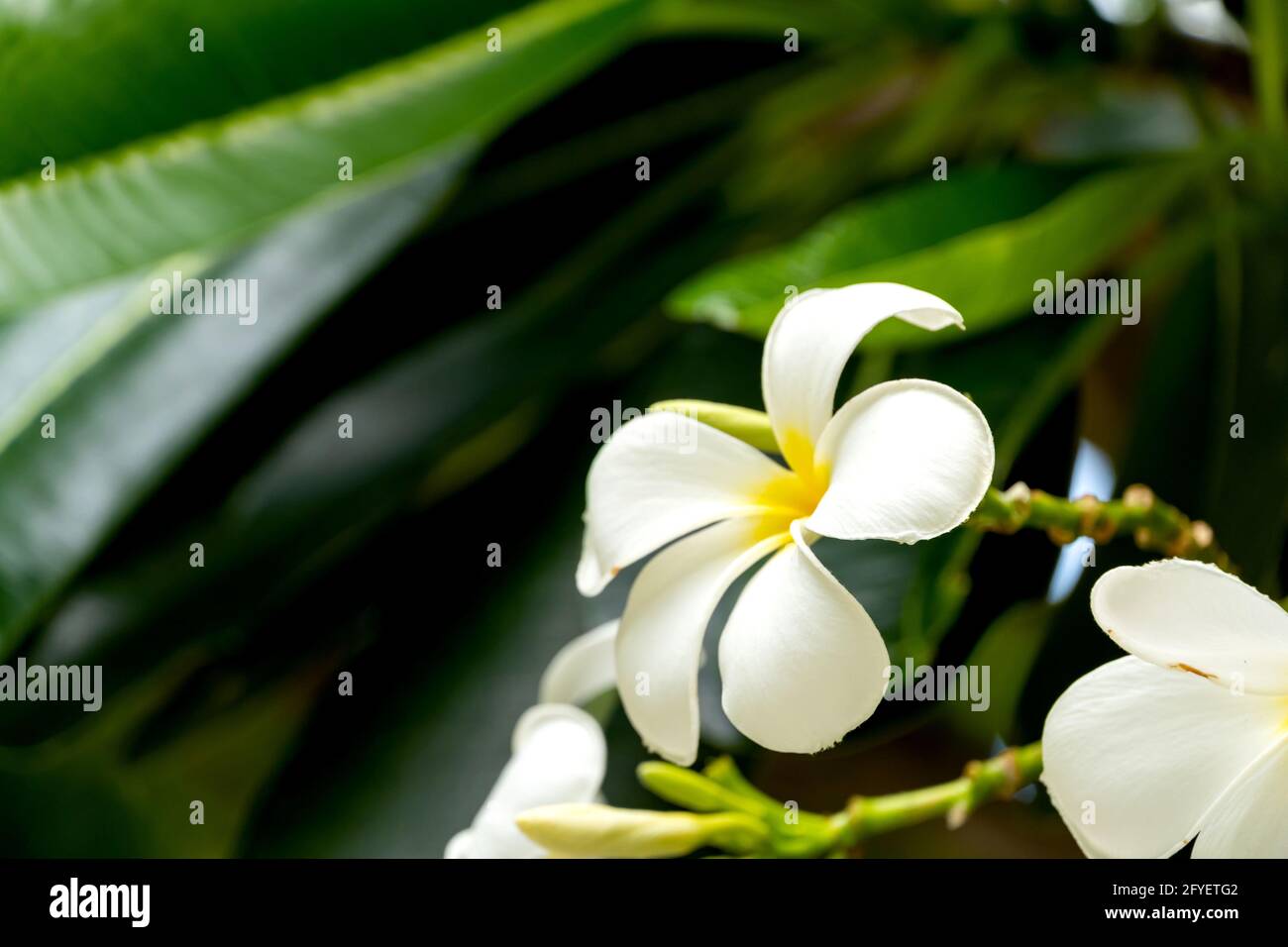 Plumeria fleurs blanches et jaunes avec feuilles Banque D'Images