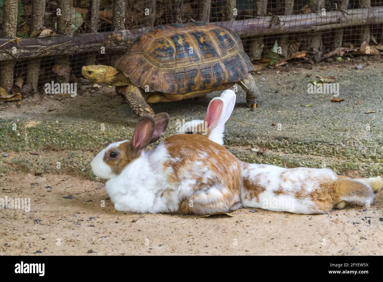 Courir competition lapin Banque de photographies et d’images à haute résolution Alamy
