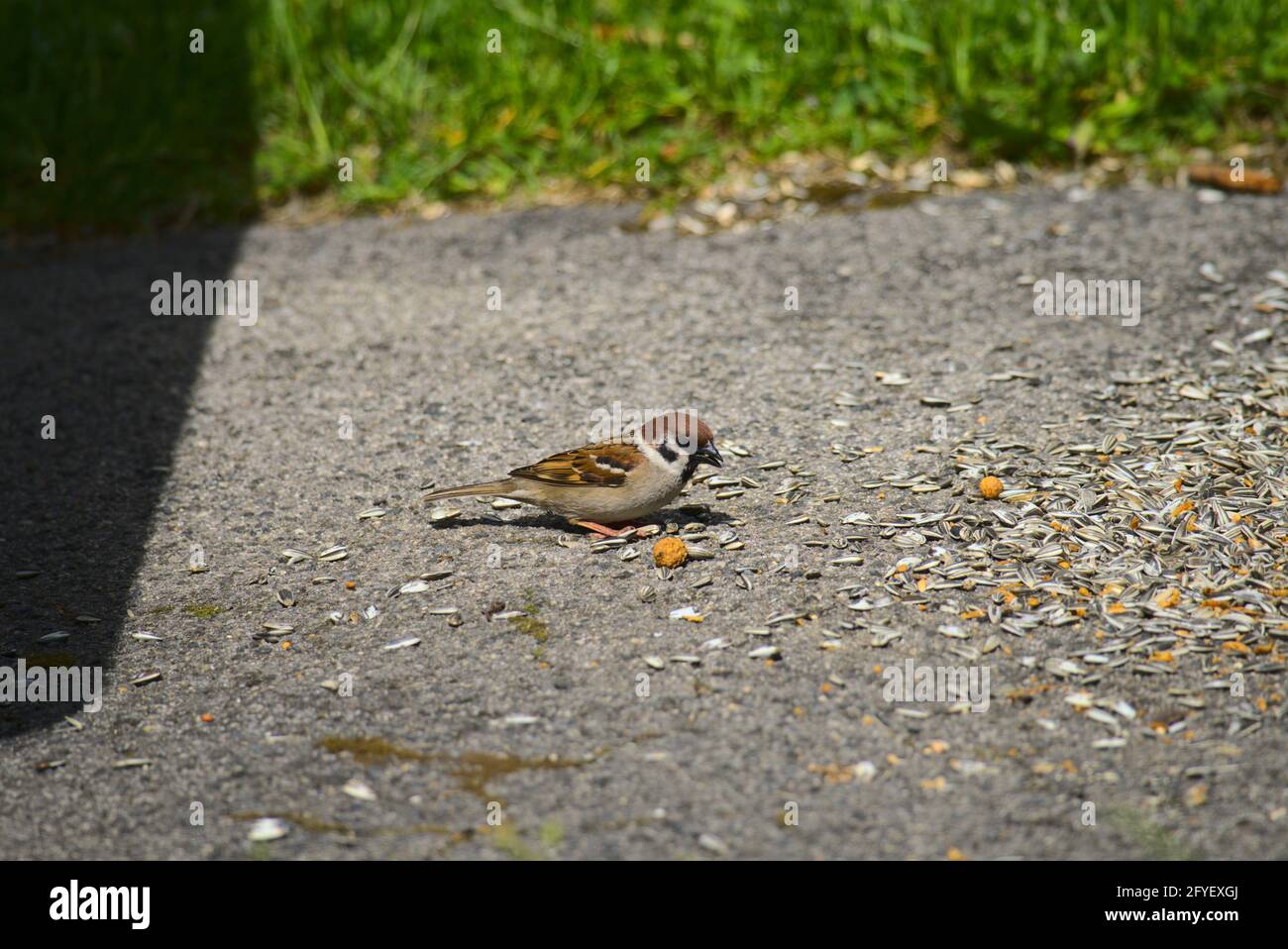 Sparrow a trouvé de la nourriture (graines) Banque D'Images