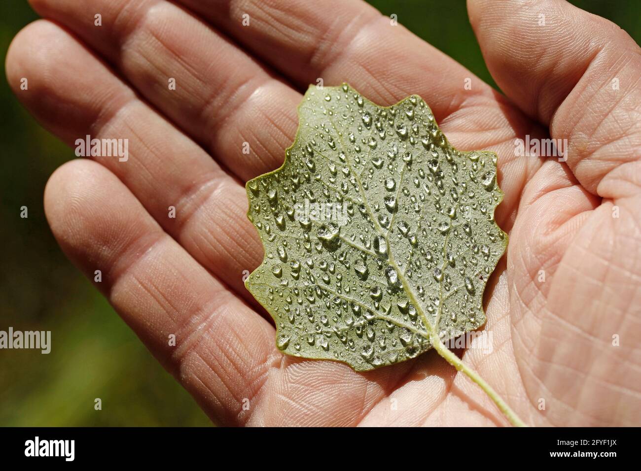 Tenant une feuille de peuplier blanc avec des gouttelettes. Populus alba bolleana, Banque D'Images