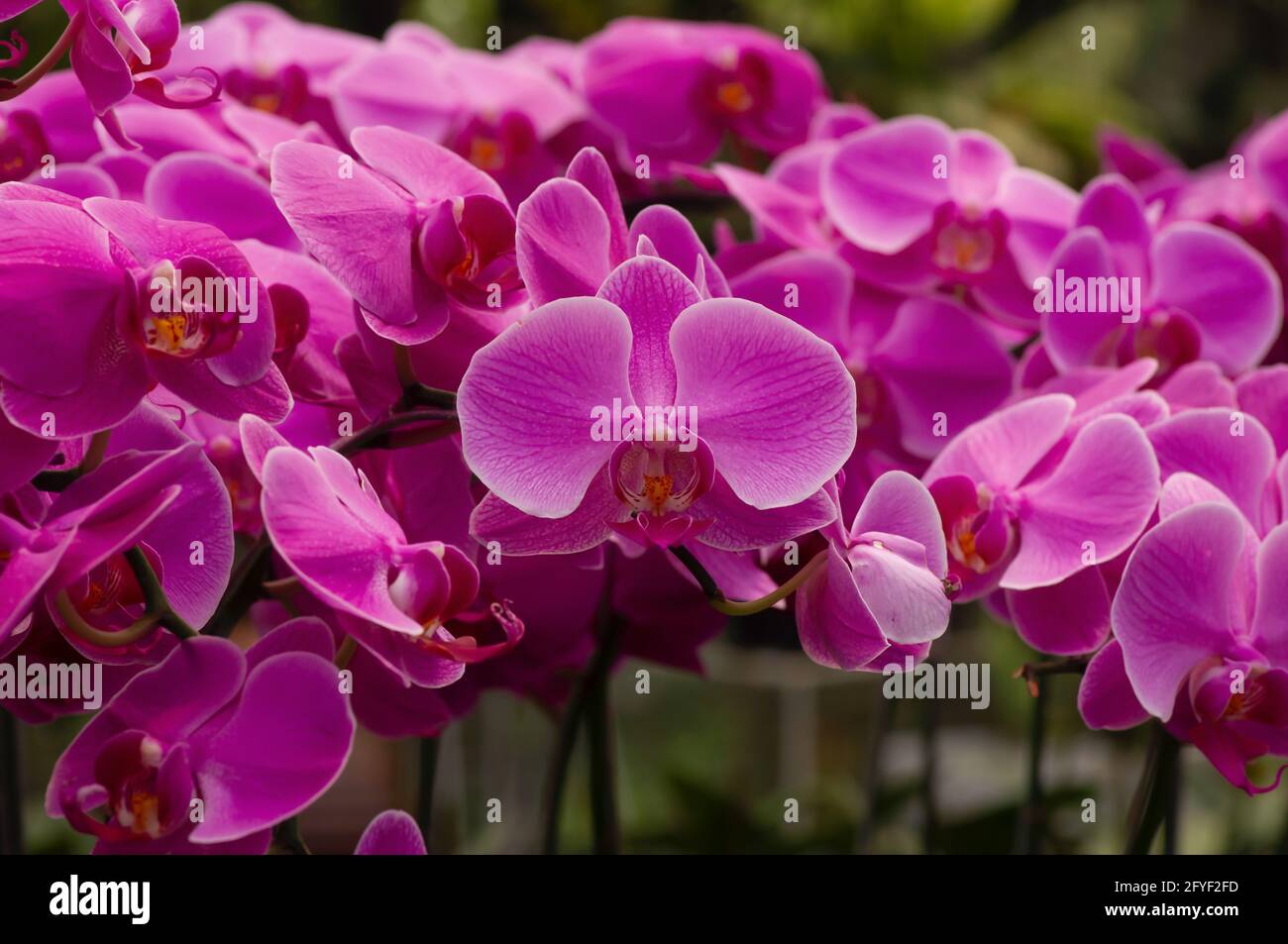 Les orchidées de Moth rose (Phalaenopsis amabilis), communément connues sous le nom d'orchidée lunaire, une espèce de plante à fleurs de la famille des orchidées Orchidaceae Banque D'Images