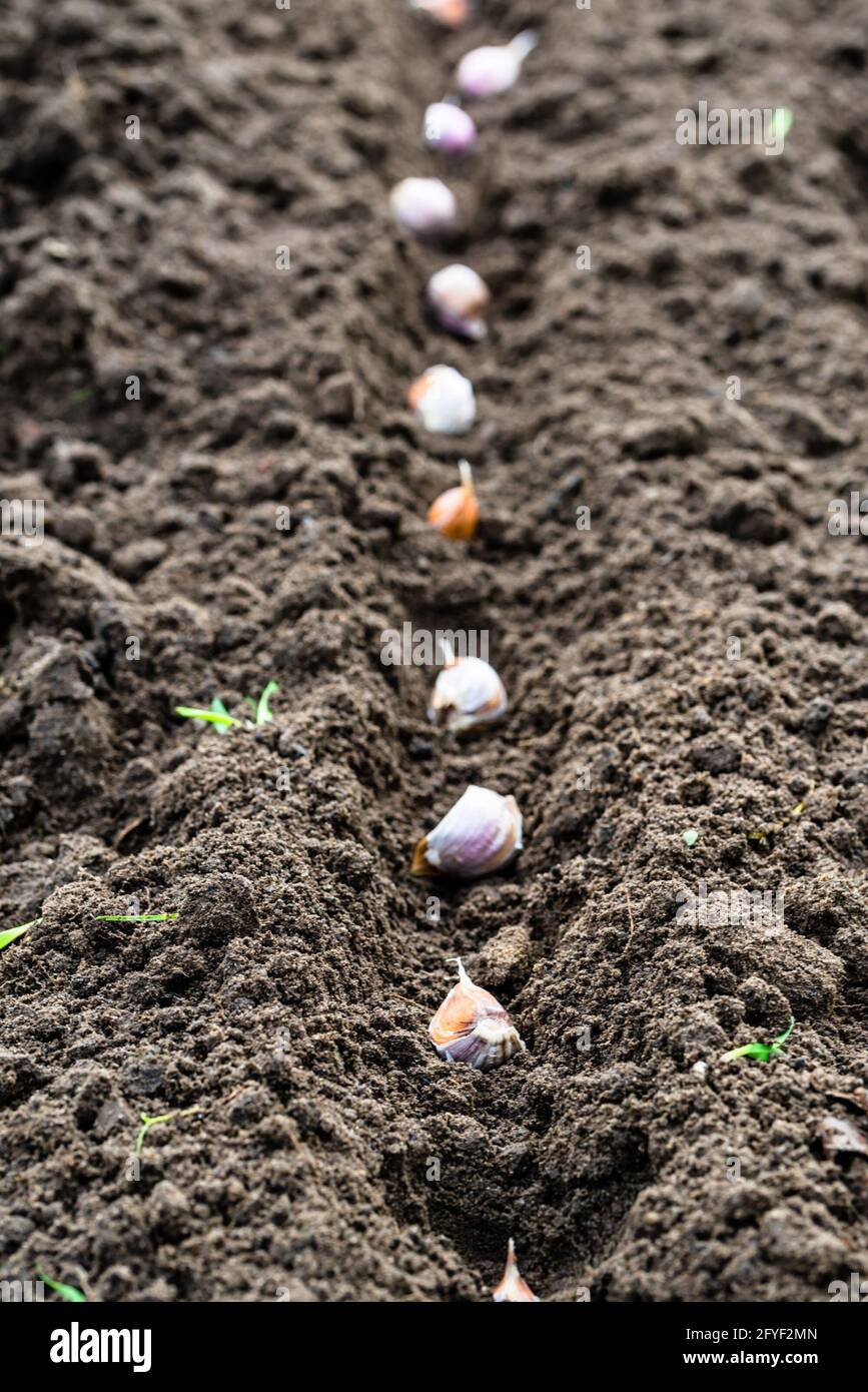 Planter de l'ail dans le potager. Jardinage d'automne. Banque D'Images