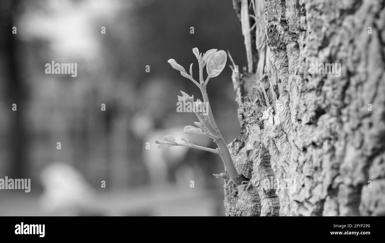 Photo en noir et blanc, bâton de tambour New Born ou Moringa sur l'écorce d'arbre flou. Une nouvelle vie émerge sur un vieux pilon de tambour ou de moringa arbre souche. Banque D'Images