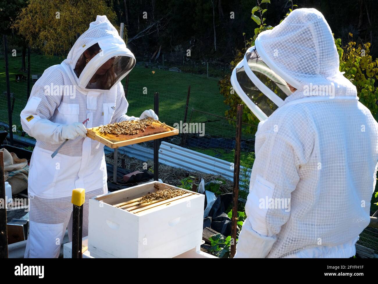 Apiculteur et assistant effectuant un contrôle pré-hiver de la santé d'une ruche Banque D'Images