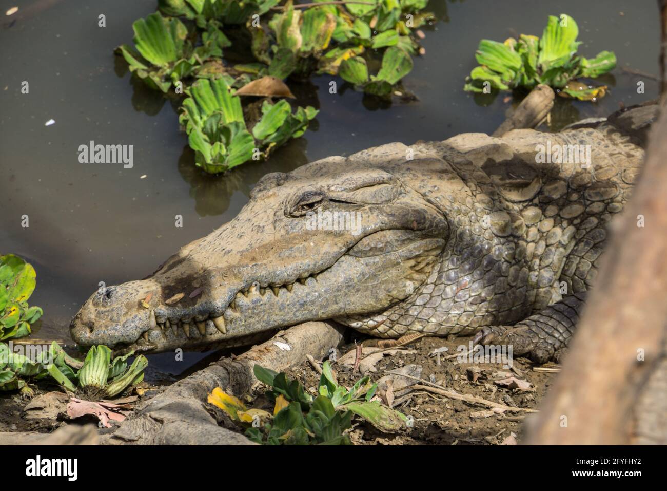 Les crocodiles sacrés du village d'Amani, Mali Banque D'Images