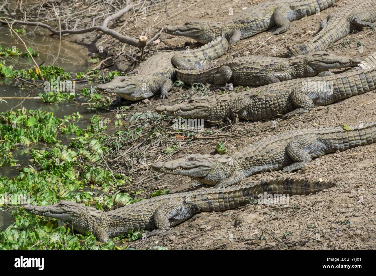 Les crocodiles sacrés du village d'Amani, Mali Banque D'Images