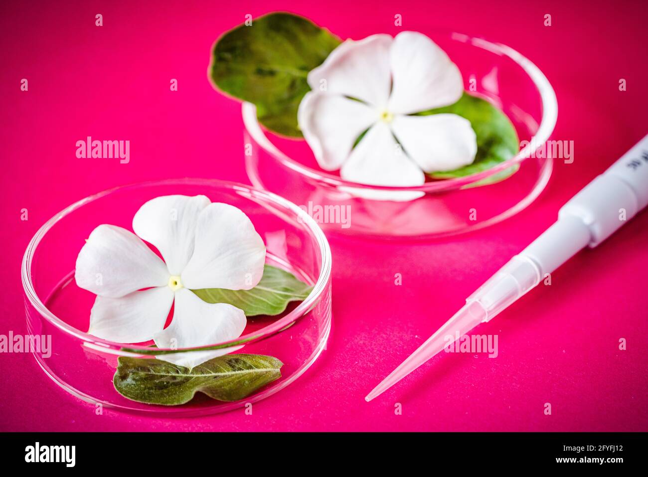 Madagascar periwinkle (catharanthus roseus) dans un plat de pétri, une plante contenant des ingrédients actifs anticancéreux (vincristine et vinblastine). Banque D'Images