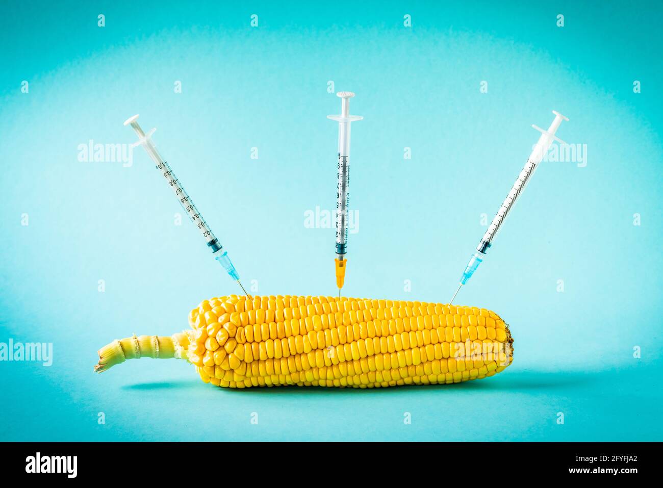 Maïs génétiquement modifié. Banque D'Images