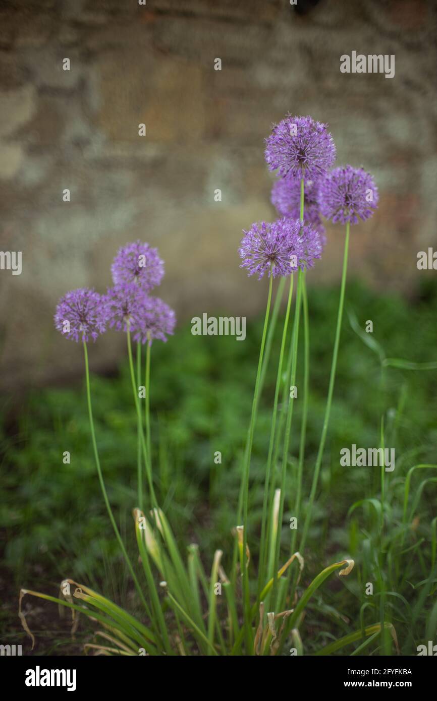 Plante ronde violette à l'ail poussant dans le jardin de printemps Photo  Stock - Alamy